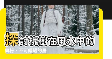 槐樹風水|【槐樹風水】探討槐樹在風水中的奧秘，不可錯過的居家綠意指南。